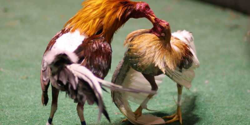 Đá gà tre cựa sắt