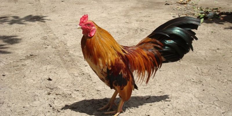 Cách huấn luyện đá gà tre
