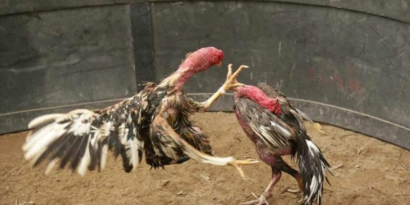 Tiêu chuẩn về lựa chọn gà chiến dựa vào kỹ năng
