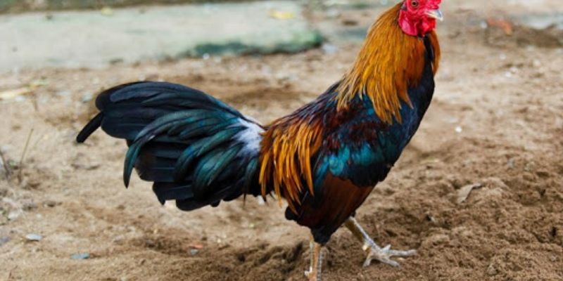 Tiêu chuẩn về hình thể để đá gà tre tốt